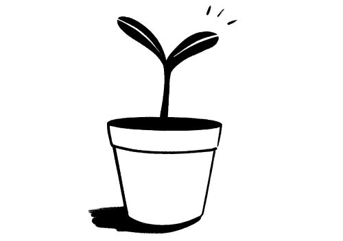 A plant growing in a pot.