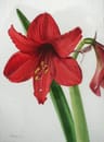 Profile picture of Amaryllis